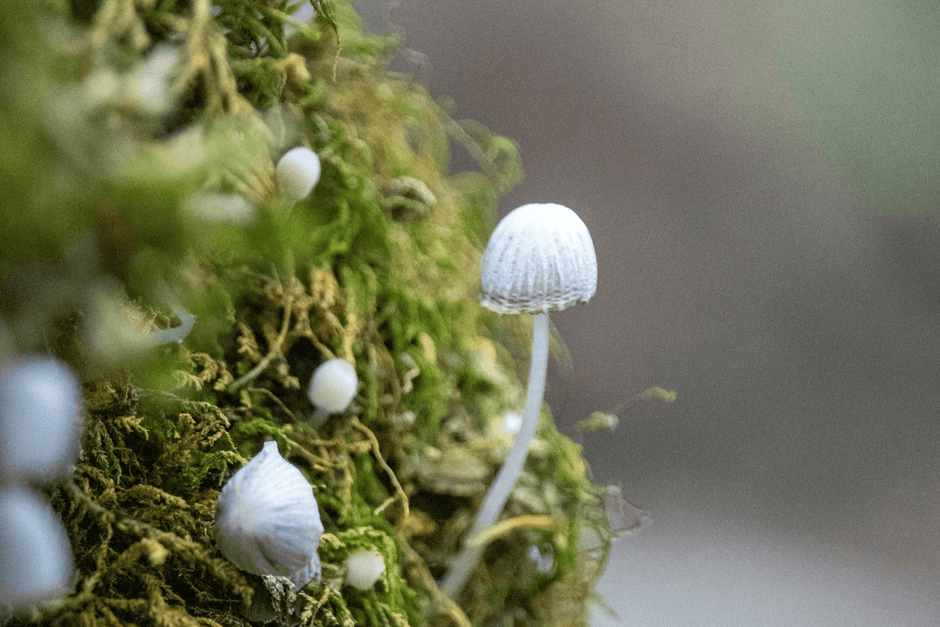 Pilze und Moos, eine unterirdische Community